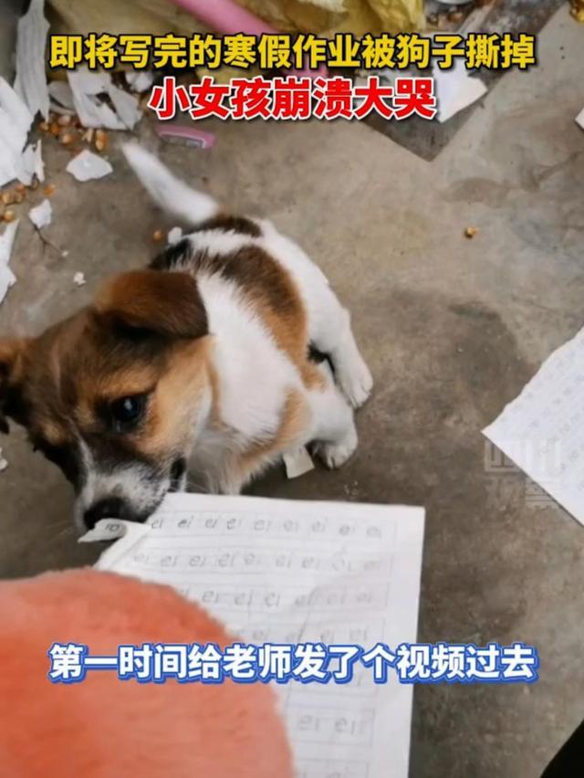 稀里哗啦打一生肖,警惕虚假宣传,定量解答解释落实